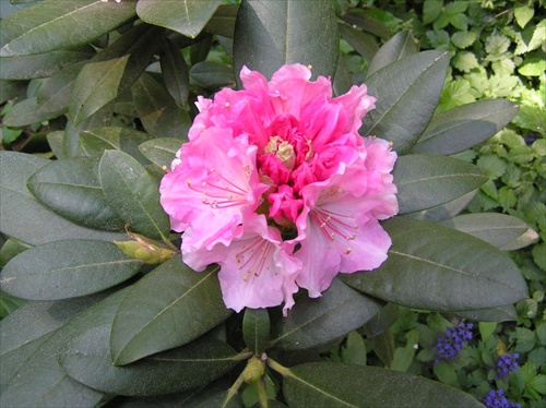 rododendron