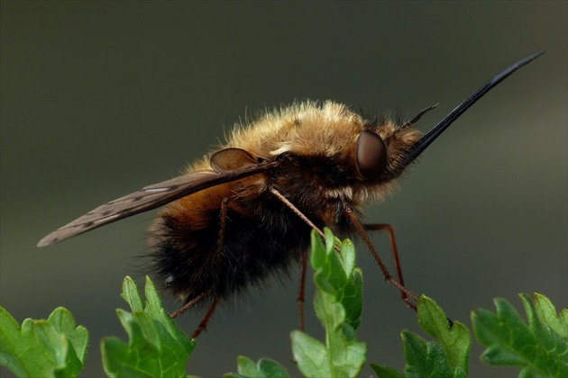 ... bodkovaná včielka (Dotted bee-fly)