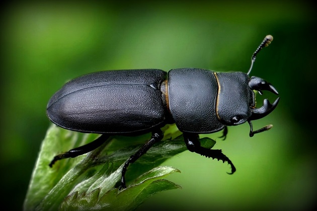 ... Lesser Stag Beetle