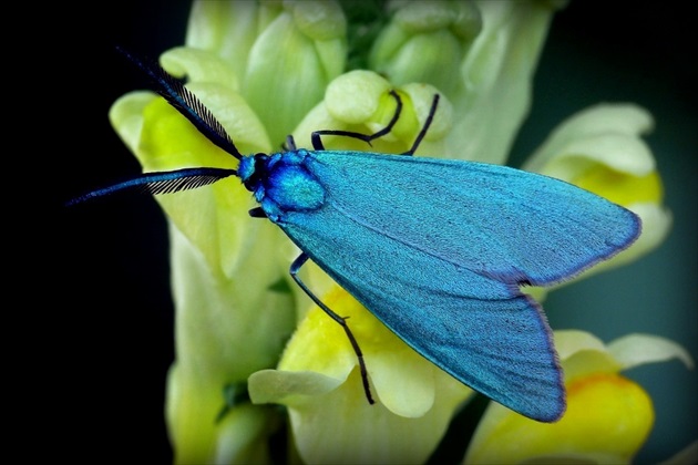 ... tyrkysový (Turquoise de la Cardoncelle)