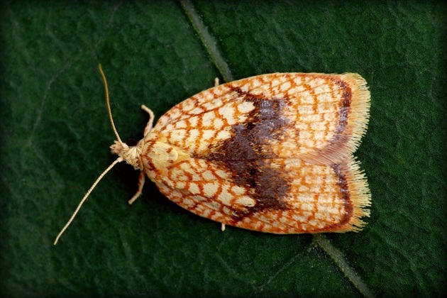 ... Maple Leaftier Moth