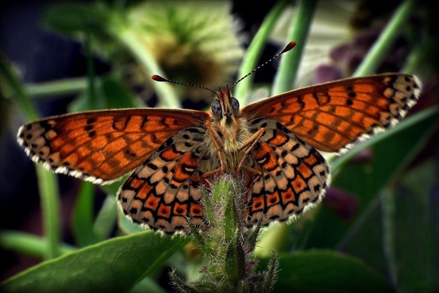 ... Glanville Fritillary