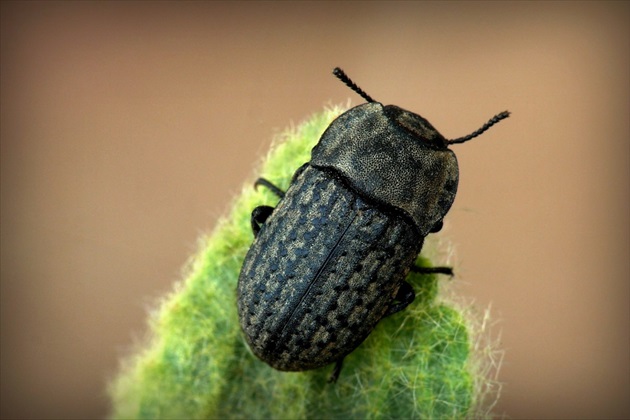 ... Darkling Beetle