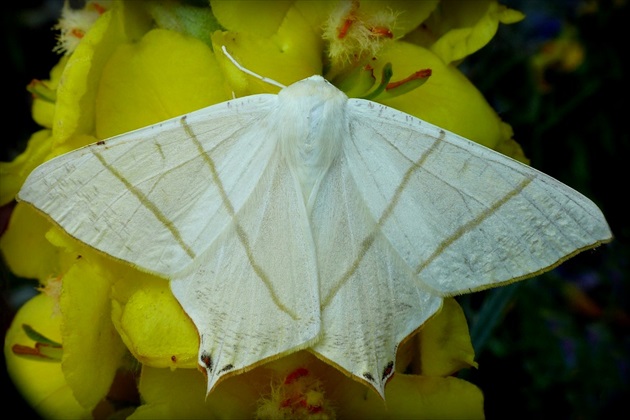 ... Swallow-tailed Moth