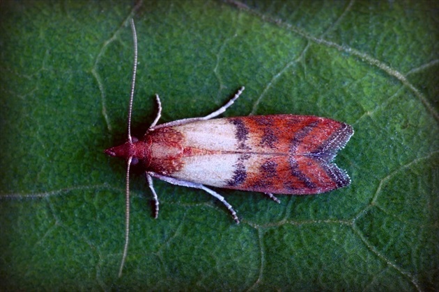 ... Indian Meal Moth