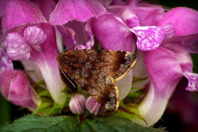 ... Small Yellow Underwing