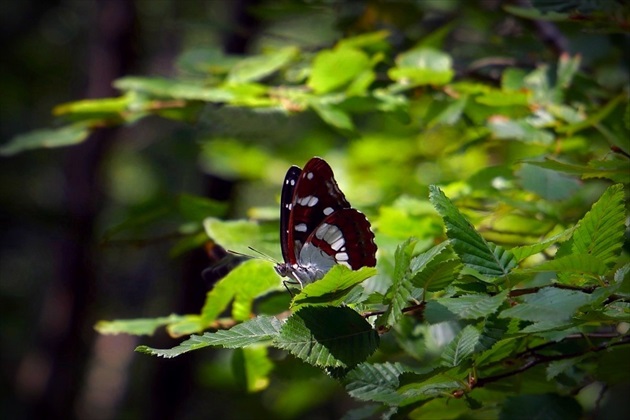 ... Southern White Admiral