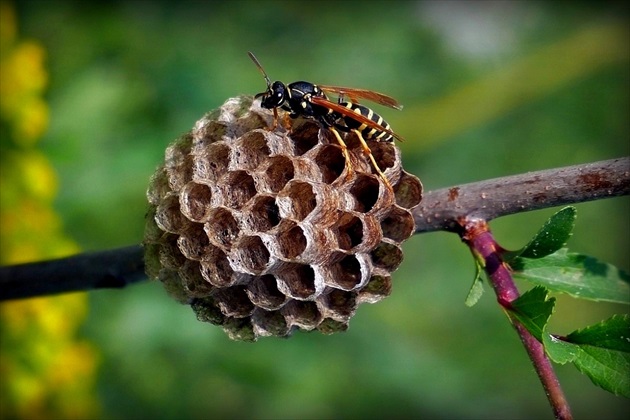 ... European paper wasp