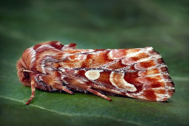 Pine Beauty Moth