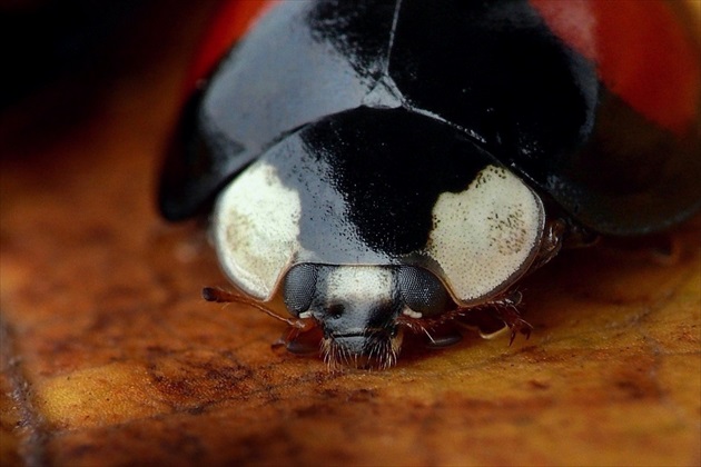 ... Asian Lady Beetle