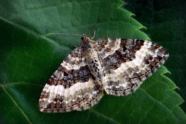 ... Common Carpet