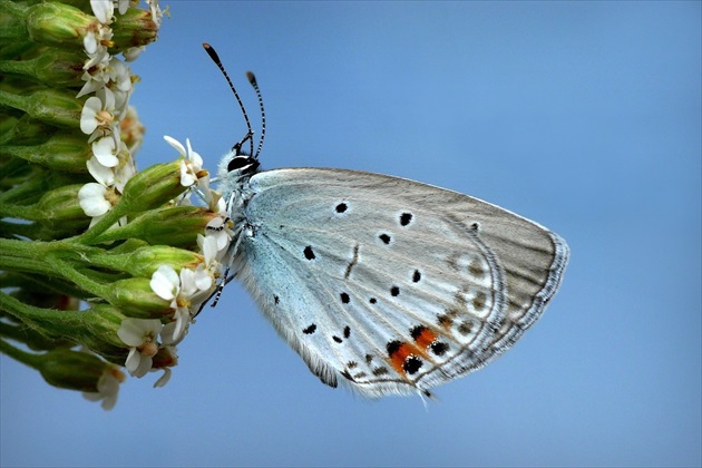 ... Short-tailed Blue
