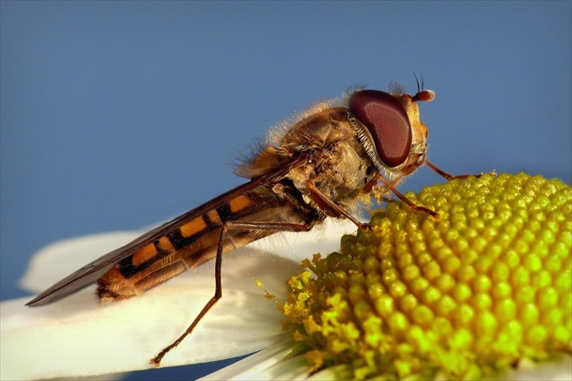 ... Marmalade Hoverfly