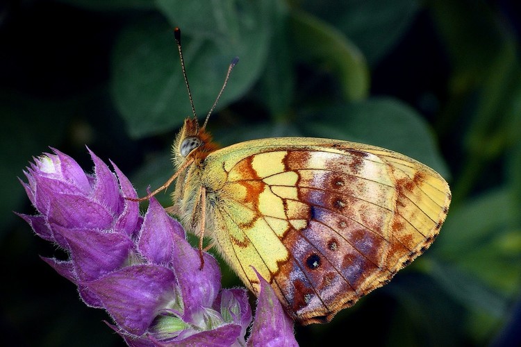 ... marbled fritillary