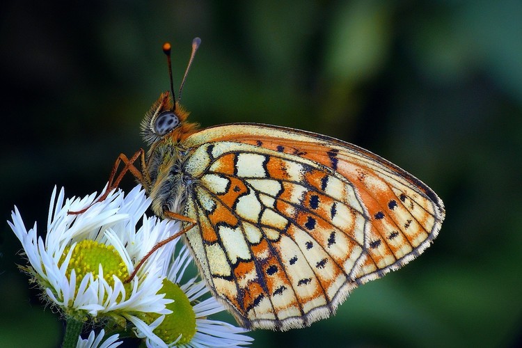 ... Twin-spot Fritillary