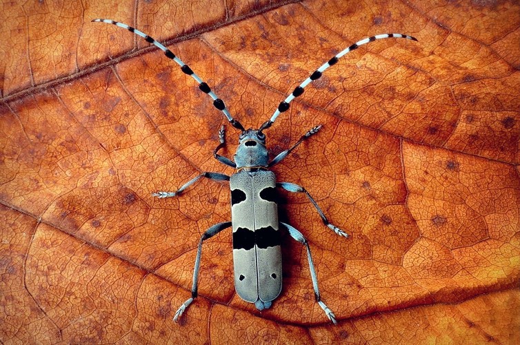 ... alpine longhorn beetle