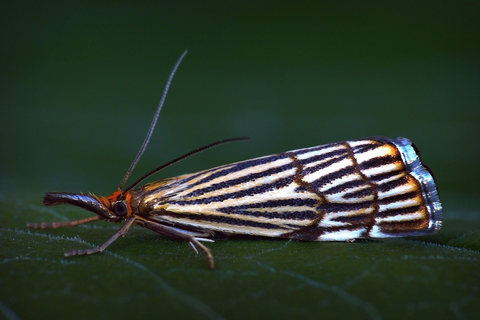 ... eastern grass moth