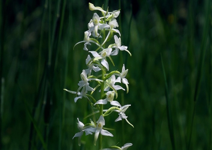 ... lesser butterfly - orchid
