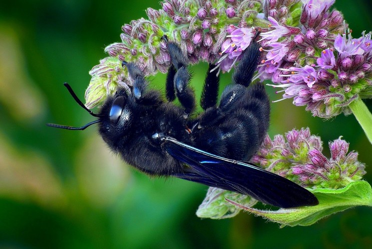 ... violet carpenter bee