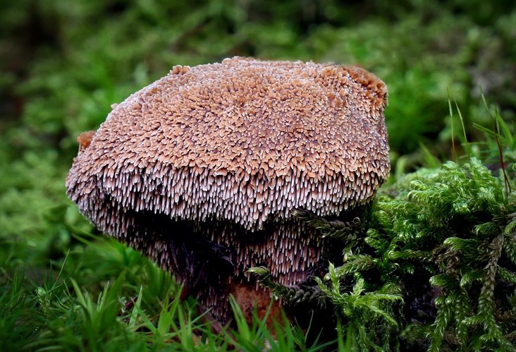 ... tooth fungus 