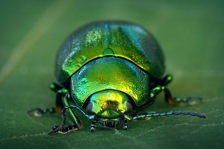 ... green mint beetle