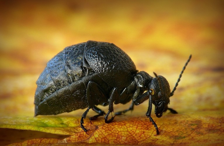 ... rugged oil-beetle