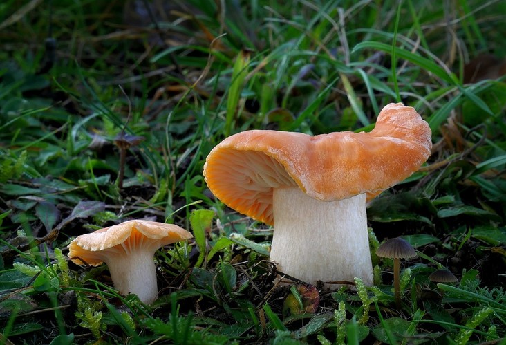 ... meadow waxcap