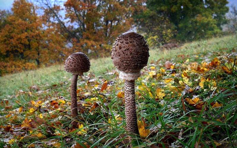 ... parasol mushroom 