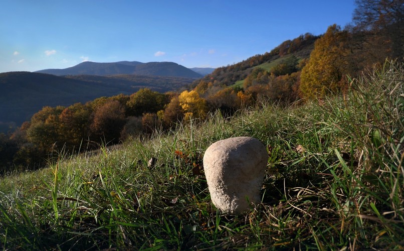 ... mosaic puffball