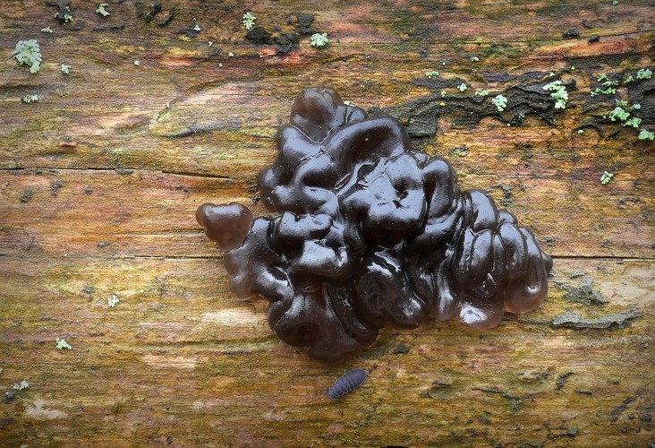 ... black witches butter