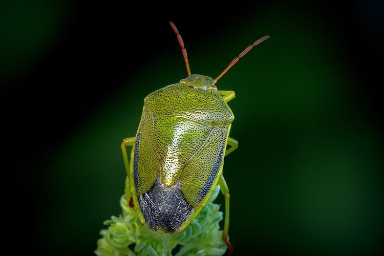 ... gorse shield bug