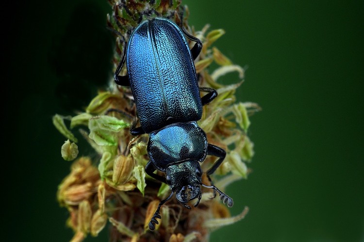 ... blue stag beetle