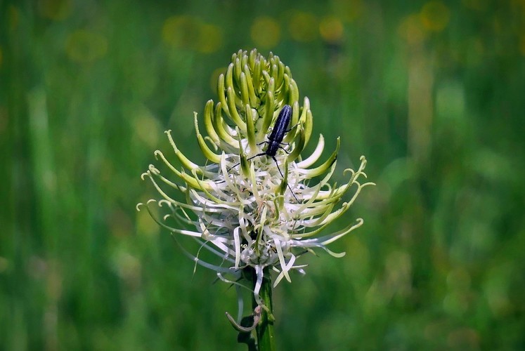... spiked horned rampion