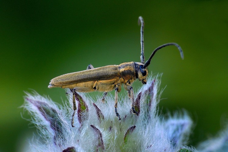 ... longhorn beetle