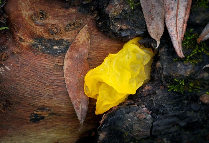 ... witches' butter