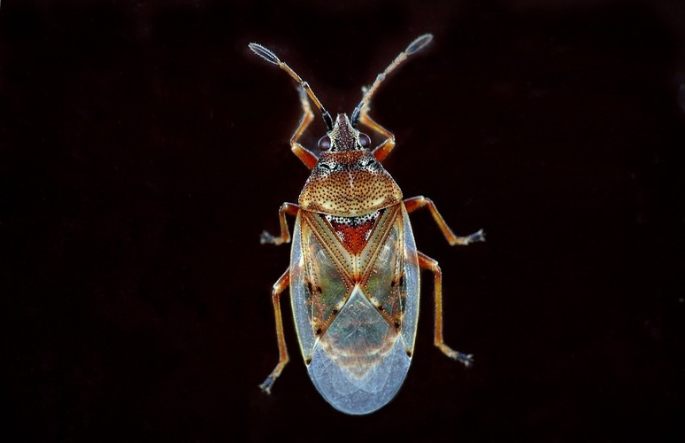 ... birch catkin bug