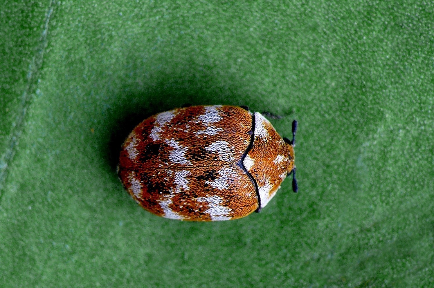 ... carpet beetle
