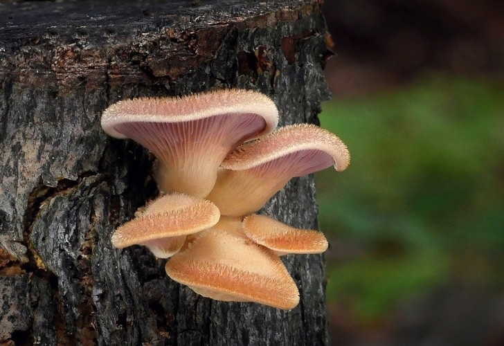 ... hairy oyster mushroom