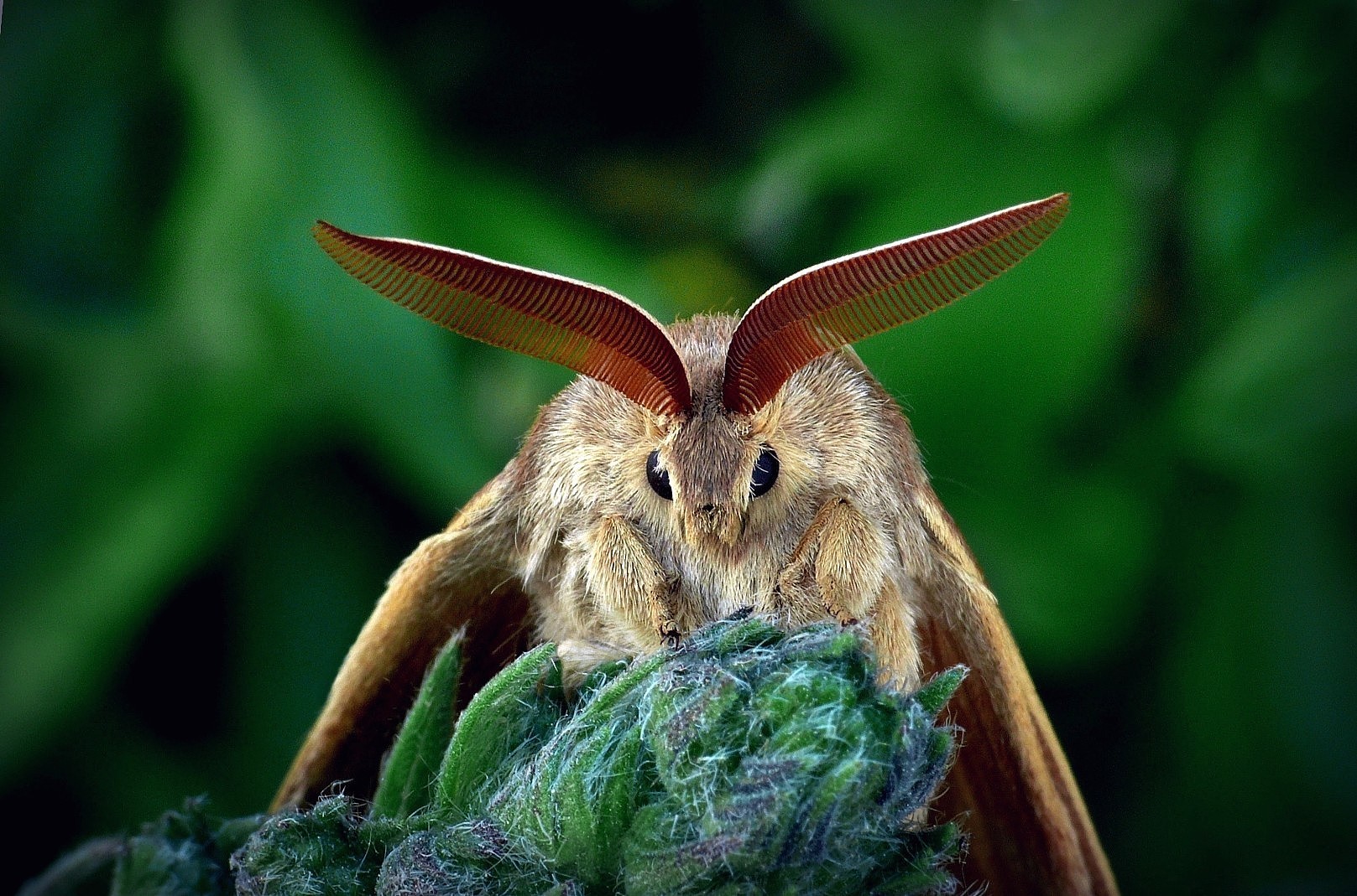 ... fox moth
