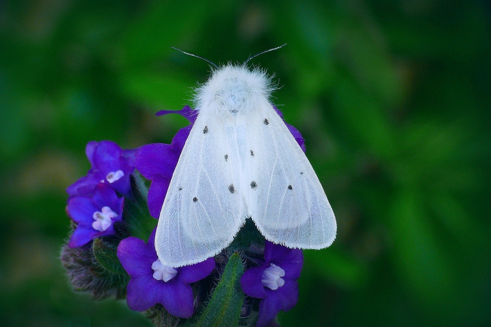 ... muslin moth