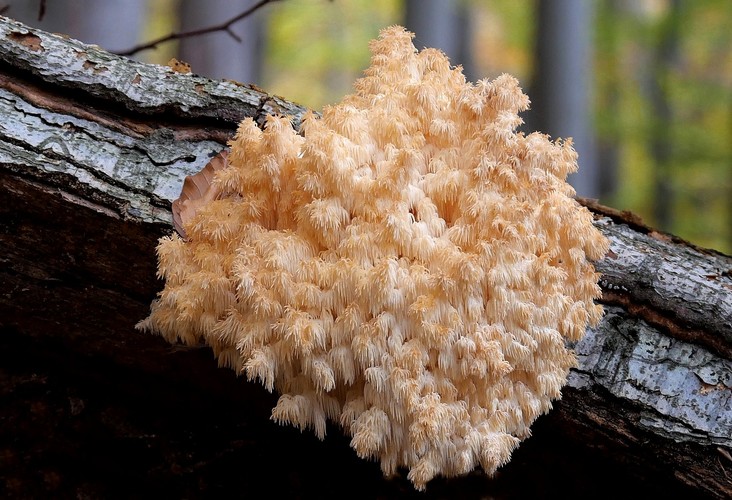 ... coral tooth fungus