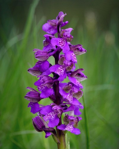 ... green - winged orchid