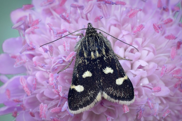 ... white-spotted black
