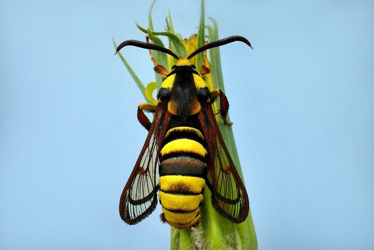 ... hornet moth 