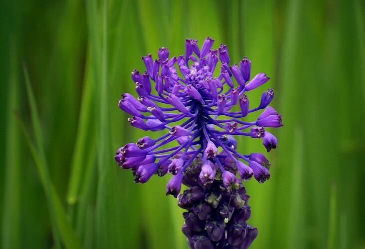 ... blue tassel hyacinth
