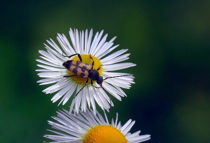 ... long-horned beetle