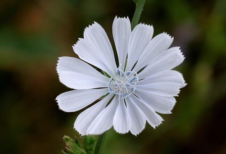 ... white flower
