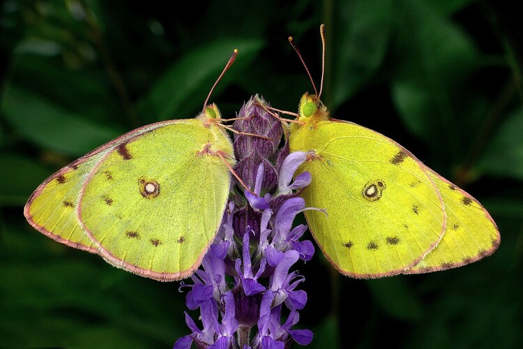 ... pale clouded yellow