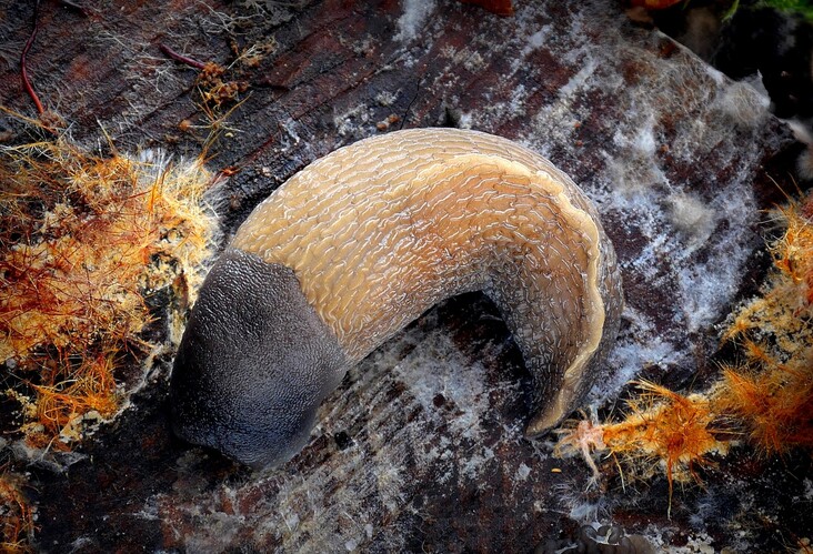 ... ash-black slug