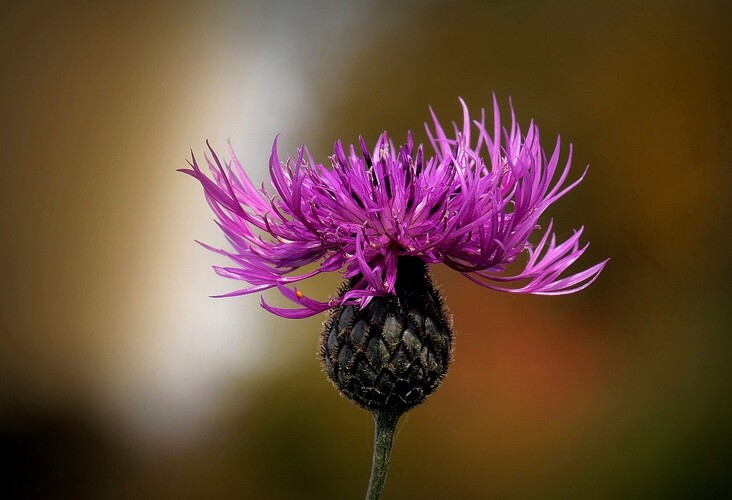 ... greater knapweed